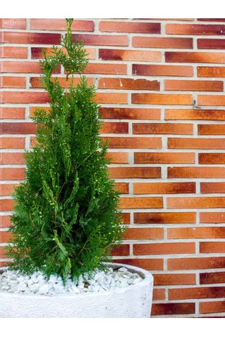 Videolu Leylandi Fidanı 40 60 Cm 1 Adet Tüplü Dış Mekan Bitkisi Cupressocyparis Leylandii