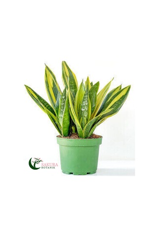 Paşa Kılıcı Sansevaria Peygamber Kılıç Çiçeği 45-55 Cm Diğer