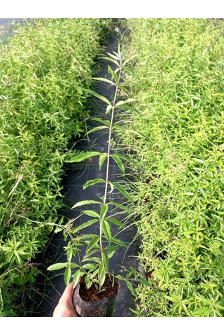 Melisa Çiçeği Fidanı 3 Adet - Cestrum Nocturnum N11.527