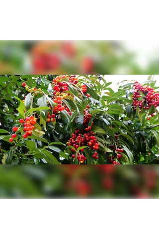 Güz Karayemişi Özel Ürün 80 120 Cm Tüplüdür
