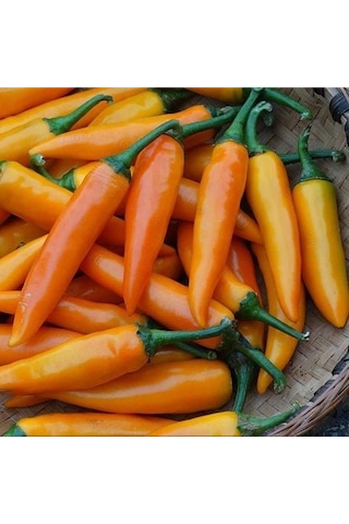 Ata Tohum Geleneksel Bulgarian Carrot Hot Chili Biber Biber Tohumu 10 Tohum