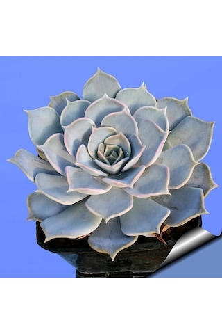 Echeveria Lilacina Var Sukulent Bitki