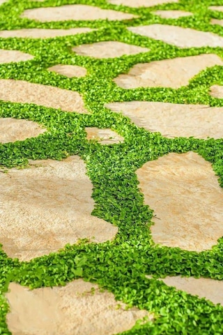 Fare Kulağı TohumuDichondra Repens1 KG