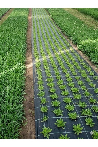 Sera Taban Örtüsü - 3 Mt. X 75 Mt. - Uv Katkılı - 90gr/m2