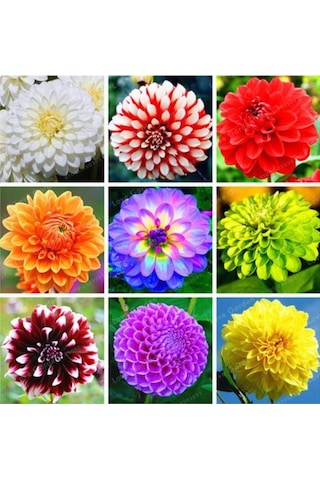 50 Adet Karışık Renk Dahlia Yıldız Çiçeği Tohumu + 10 Adet Ht Hediye Gül Tohumu