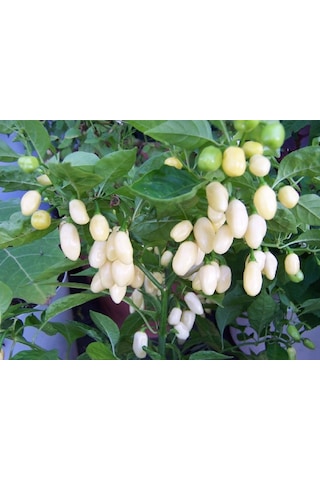 10+ Beyaz Habanero Dünyanın En Acı Biber Tohumu