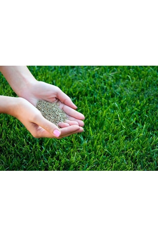 GRass Mixture Galaxy 6 Karışımlı İthal Çim Tohumu 5 KG