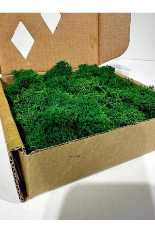 Reindermoss Şoklanmış Norveç Yosunu Terarium Yosunu Grass Green 100 Gr.
