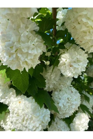 Videolu Kartopu Çiçeği Fidanı 1 Adet 30-60cm Saksılı\tüplü Viburnum
