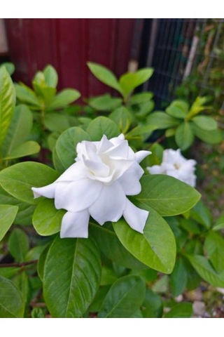 Videolu 1 Adet Anneler Günü Özel Mis Gardenya Çiçeği 20-35cm Saksılı Sukulent Hediye Gardenia