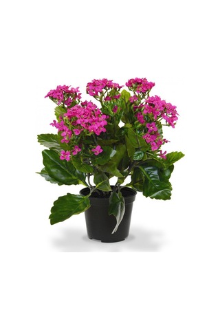 Kalanşo Çiçeği 4 Adet Pembe.Beyaz.Kırmızı.Sarı Renk