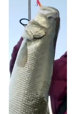 Sardin 20gr-60mm Jig Yem Kaşık Rapala -levrek, Palamut, Lüfer, Çi
