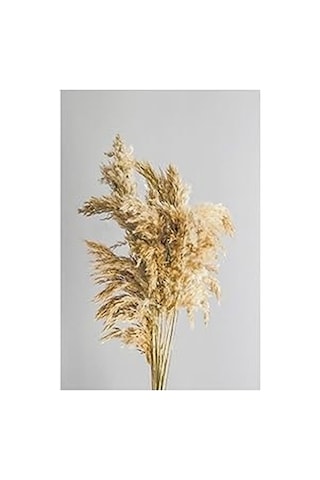 Ayrex Alyones Kuru Pampas Otu Dekoratif Gerçek Kuru Çiçek Pampas Büyük Demet Genel