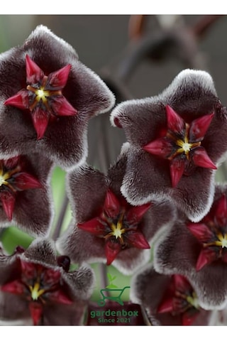 Özel Tür Bordo Renk Mum Çiçeği 10-20cm Hoya Carnosa