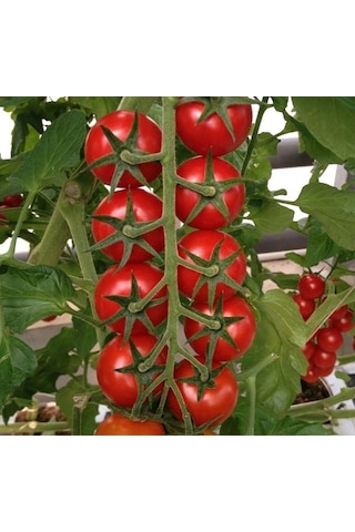 Bykurt Sunagri Salkım Domates Tohumu - Lezzetli, Minik Boy, Kahvaltı Ve Salatalar İçin