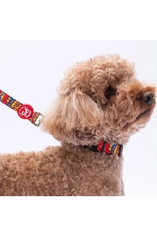 Pawstar Wow Boyun Tasması M Boyun Çevresi: 32 Cm X 48 Cm Çok Renkli