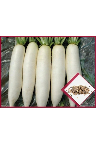 Arzuman İthal Japon Turp Sebze Tohumu