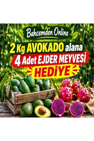 2 Kg Avokado Alana 4 Adet Ejder Meyvesi Hediye