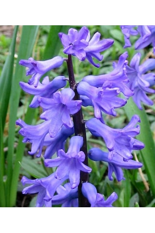 White King Beyaz Sümbül  Soğanı