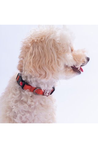 Kiremit Köpek Boyun Tasması Ayarlanabilir Köpek Tasması M Turuncu