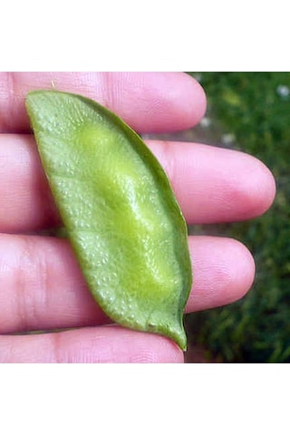 Siyah Beluga Mercimeği Tohumu