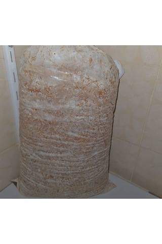 12 Lt 6 Kg Istiridye Mantarı Miseli Tohum Kompostu Mantar Vermeye Hazır Durumda