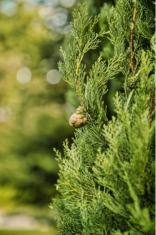 Tüplü Mavi Servi Fidanı Cupressus Arizonica - Herdem Yeşil Canlı Çam Ağacı Fidanı 80-100 Cm