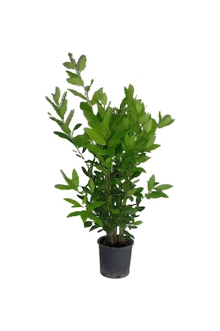 Viburnum Kartopu Fidanı+defne Fidanı+çalı Şimişiri 3'lü Bahçe Peyzaj Seti