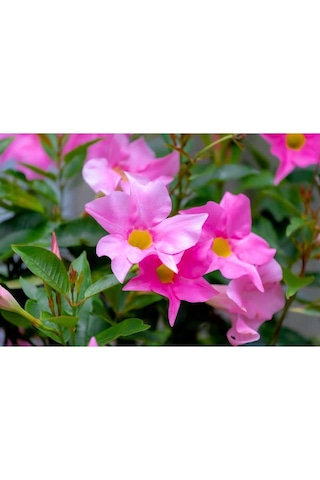 Mandevilla Çiçeği Sundavilla Mandavilla Pembe 50-70 Cm Saksıda