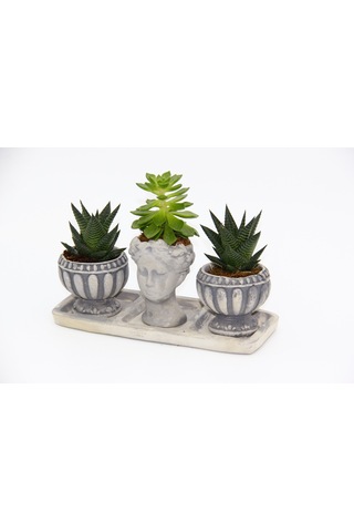 Trio Helen Gri Sukulent Seti - Haworthia Limifolia. Echeveria