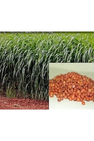Sorgum Sudan Otu Tohumu 1 KG