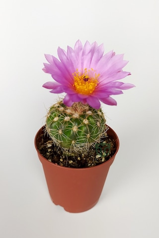 Natocactus Ubelmanianus Pembe Çiçek Açan Kaktüs Özel Tür Saksıda 5.5 CM