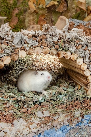 30cm X 12cm Hamster Gerbil Fare Sıçan Gine Domuzu Veya Diğer Küçük Hayvanlar Için Köprü Merdiveni