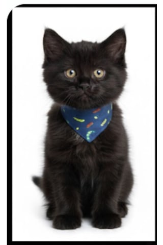 Flypet Tırtıl Desen Fular Kedi Tasma & Yavru Köpek Tasma 13cm-24cm