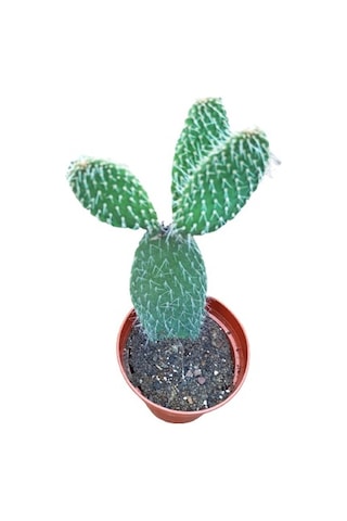 Opuntia Dikenli Hint Inciri Kaktüsü