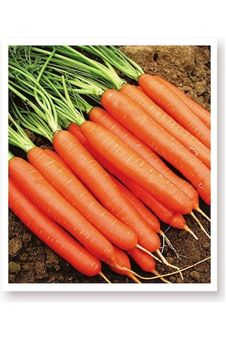 Ata Tohumu Yerli Doğal Havuç Tohumu 1000 Atet Tohum