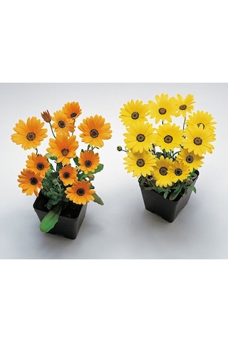 Sarı Golden Yellow Afrika Papatyası Çiçeği Tohumu 30 Tohum