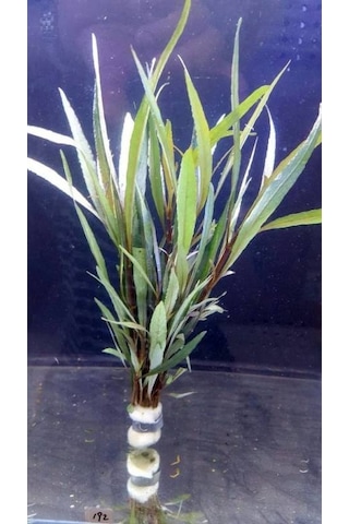 Nomaphila Spp Akvaryum Bitkisi Canlı Bitki 5 Dal
