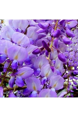 Videolu Mor Salkım 45-60 Cm Saksılı/tüplü Dış Mekan Bodur Bitkiler Wisteria