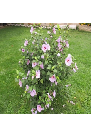Tüplü Hibiscus Syriacus Ağaç Hatmi Fidanı