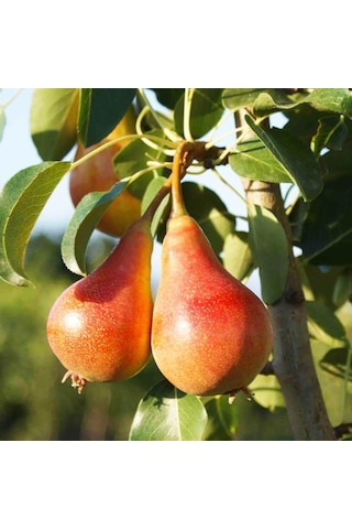 Tüplü, Aşılı, June Gold / Haziran Altını Armut Fidanı