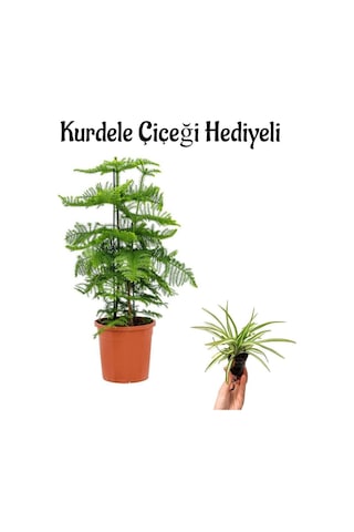 İnce Yapraklı Salon Çamı Sevgililer Gününe Özel Kurdele Çiçeği Hediyeli
