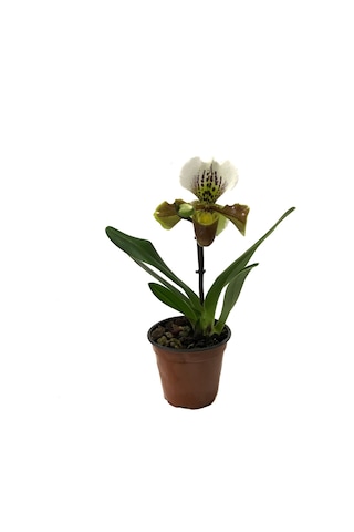 Paphiopedilum Insigne (Terlik Orkide)