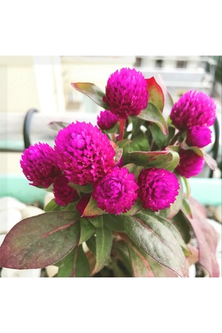 Hanım Düğmesi Tohumu