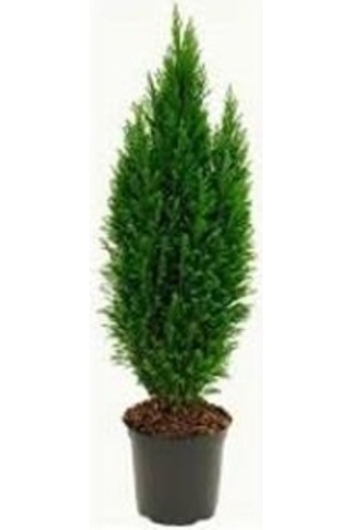Açık Mavi Elwoodii Çam Fidanı 30-40 Cm Chamaecyparis Ellwoodii