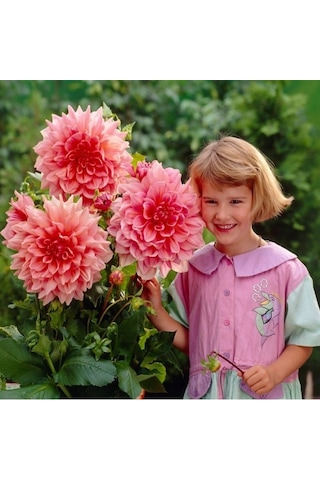 Dev Çiçekli Otto'S Thrill Dahlia Yıldız Çiçeği Soğanı Yumrusu 1