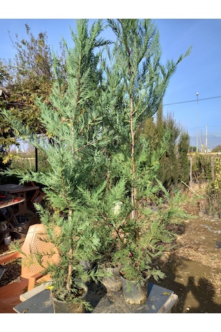 Leylandi, Çit Çamı 100-130 Cm. Boyunda, 2 Litre Saksıda