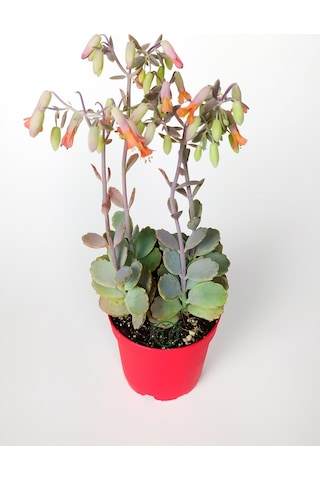 Bryophyllum Fedtschenkoi Kalanchoe Sukulent Lavanta Tarakları 8.5