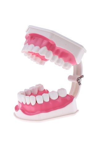 2x Büyük İnsan Ağzı Modeli Diş Fırçalı Öğretim Aleti Sabitleme-15x12x9cm 15 X Diş Sabitleme-15x12x9cm 15 X 12 X 9 Cm