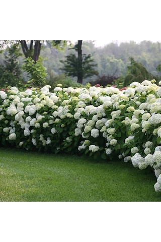 Çınar Kartopu Çiçeği Viburnum Opulus